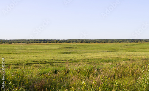 plain with green grass at summer. background. nature.