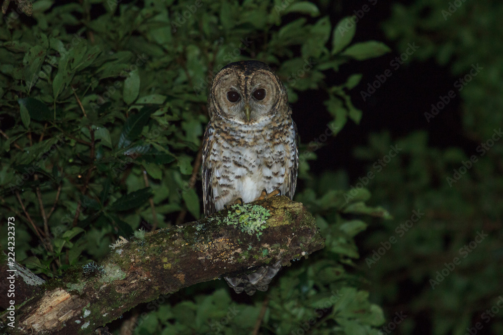 Obraz premium Rusty-barred Owl
