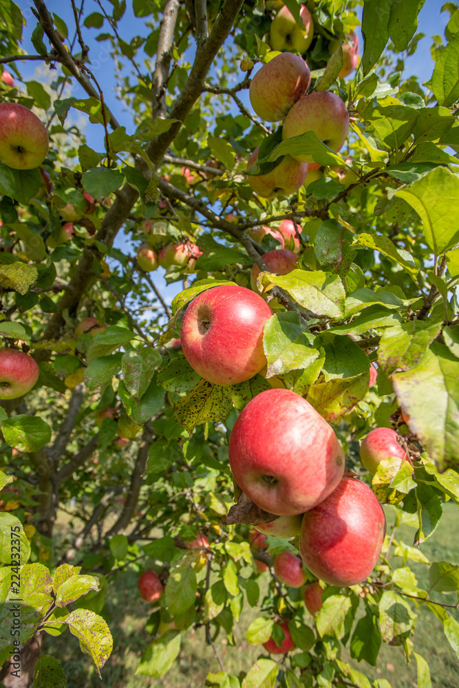 Obraz premium bio-bauernhof-apfel Obst sonne reif