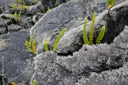 Végétation sur coulée  de lave, volcan de la fournaise (ile de la réunion, France)