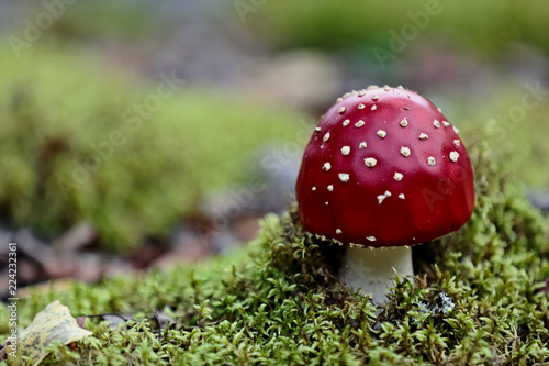 Red fly agaric growing in moss