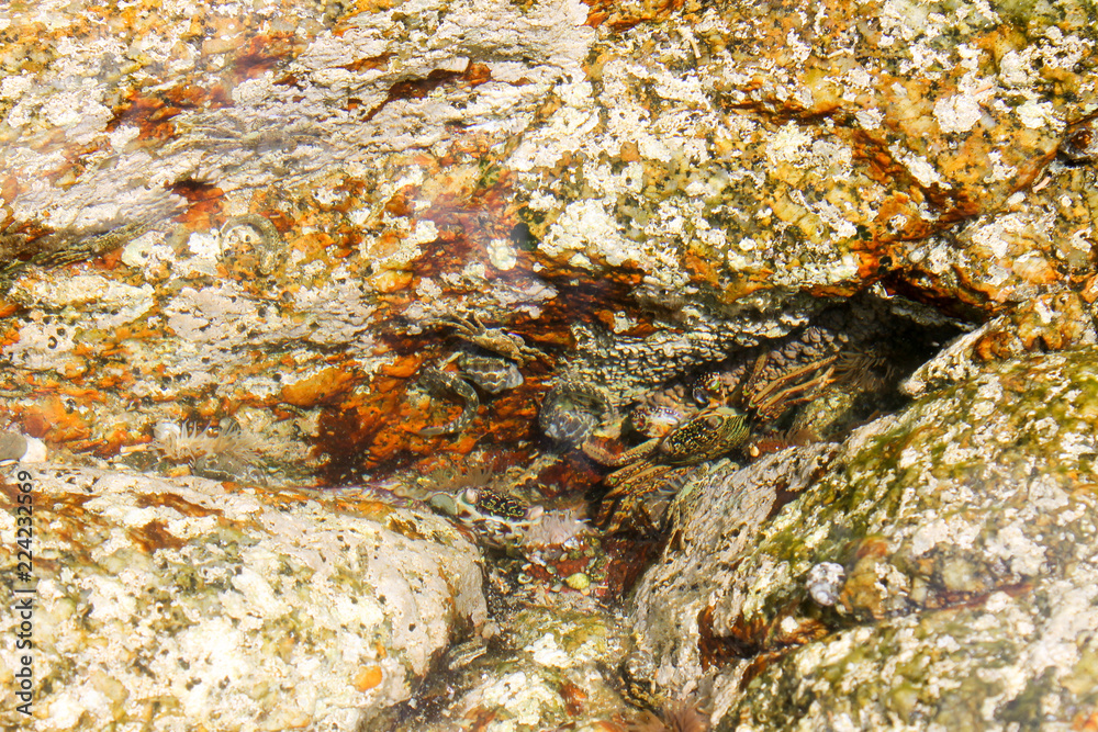 Fototapeta premium crab
