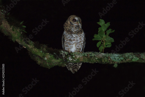 Rusty-barred Owl