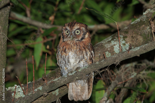 Tropical Screech-Owl