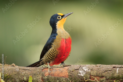 Yellow-fronted Woodpecker