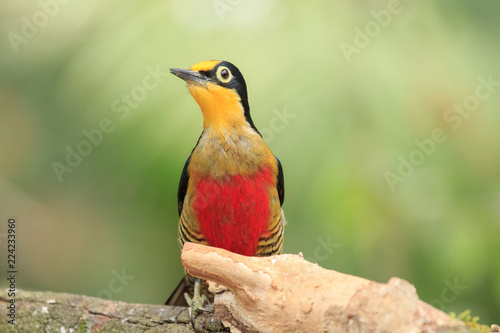 Yellow-fronted Woodpecker