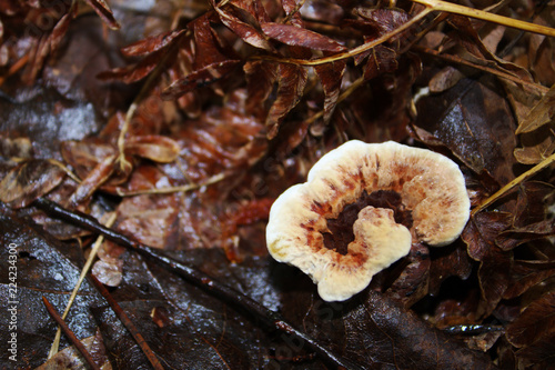 Swirled Brown and White Mushroom Amidst Natural Fallen Leaves on Forest Floor