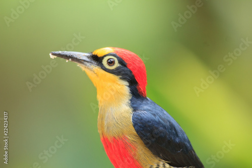 Yellow-fronted Woodpecker