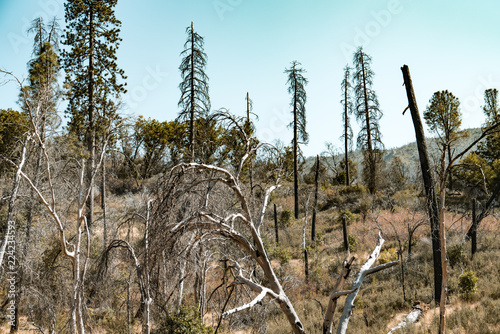 yosemite park scenes after burning photo