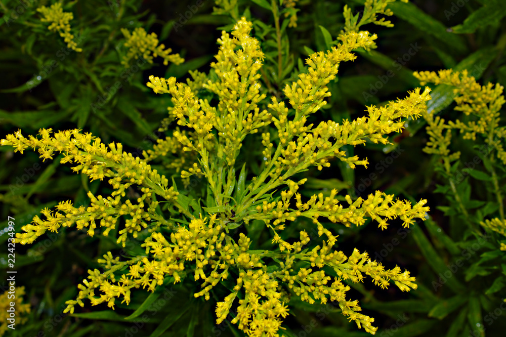 Overhead View of Bright Yellow Goldenrod Plant Flowers with Green Leaves in Background Overhead View of Bright Yellow Goldenrod Plant Flowers with Green Leaves in Background