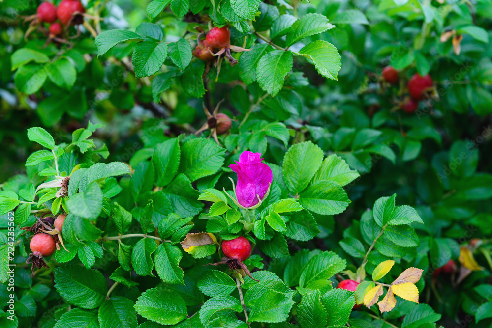 Bush of a dog rose with berries
