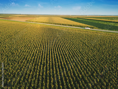 Corn field from drone perspective