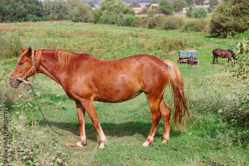 Brown horses on a green meadow