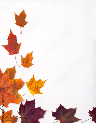Autumn leaves isolated on white background. Autumn leaves background. Autumn composition. Frame made of autumn leaves on white