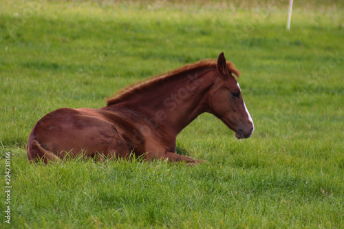 A tired Foal in the Gras