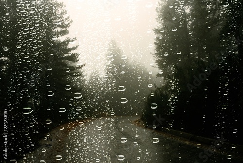 Raindrops on car window, pine forest on a rainy day of autumn