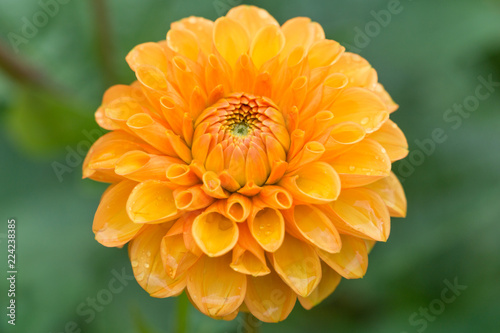 Fototapeta Naklejka Na Ścianę i Meble -  Orangene Ball Dahlie (Asteraceae) vor natürlichem grünen Hintergrund.