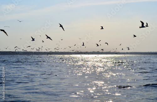 Flock of birds over the river