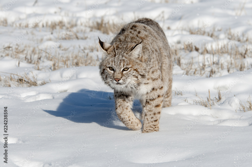 Lynx Hunting in Winter Lynx Hunting in Winter