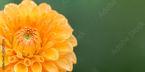 Fototapeta Naklejka Na Ścianę i Meble -  Orangene Ball Dahlie (Asteraceae) vor natürlichem grünen Hintergrund.