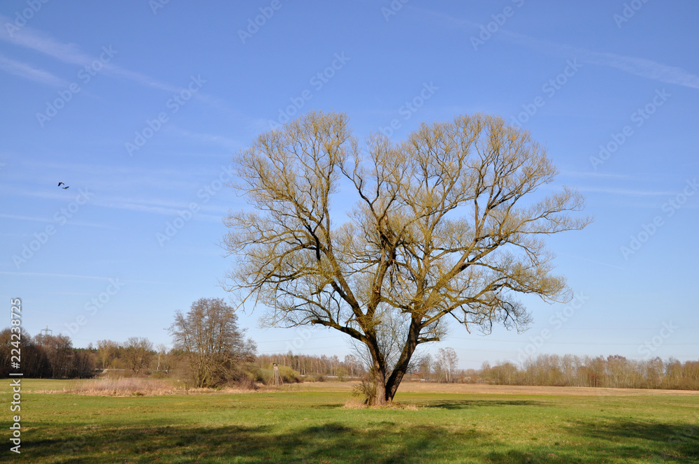 Baum auf einer Wiese