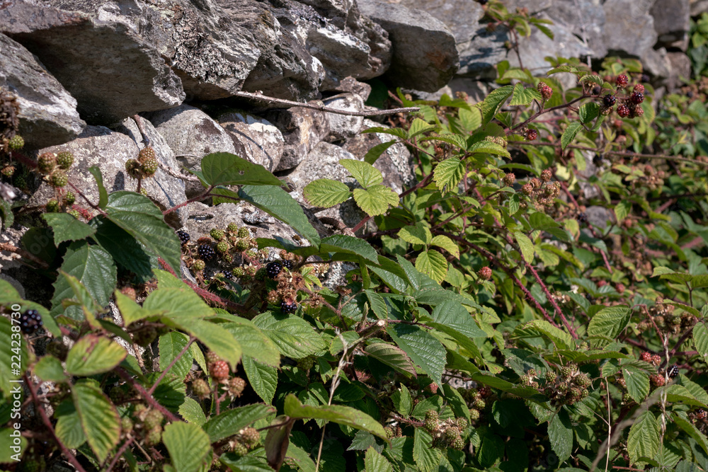 Wild blackberries growing freely in nature. Ripe and unripe berries on a bush Wild blackberries growing freely in nature. Ripe and unripe berries on a bush
