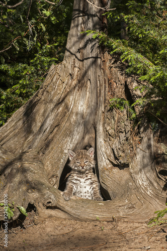Baby Bobcat in Tree Trunk