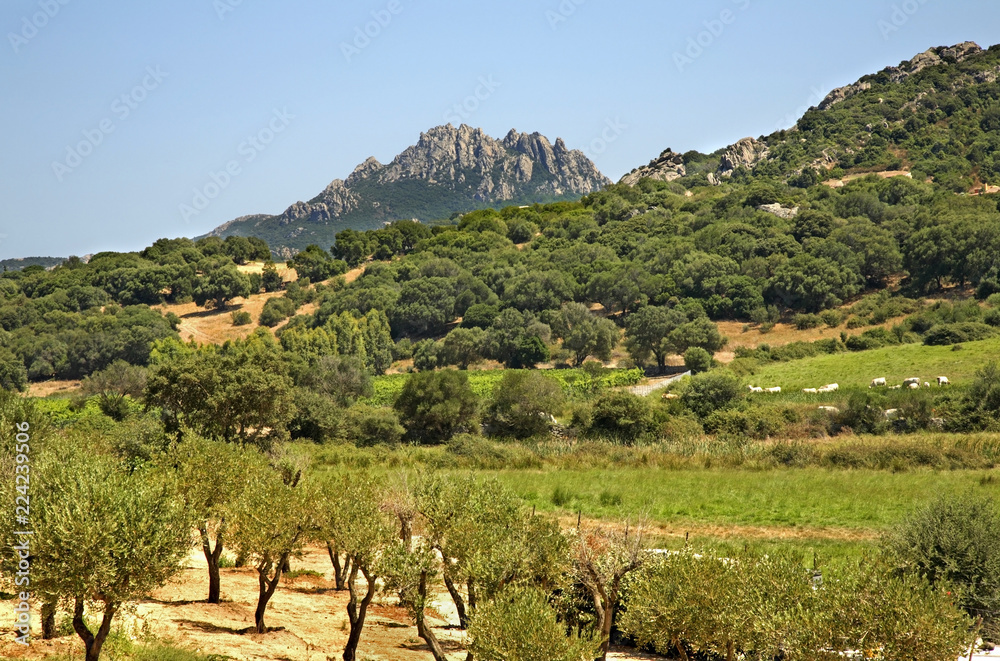 Landscape near San Pantaleo. Sardinia. Italy