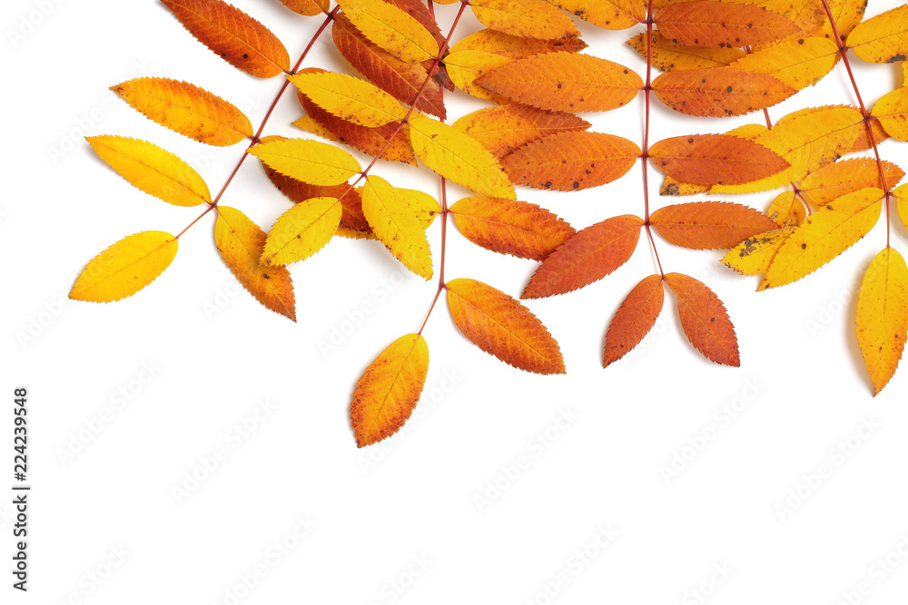 autumn leaves isolated on white background autumn leaves isolated on white background