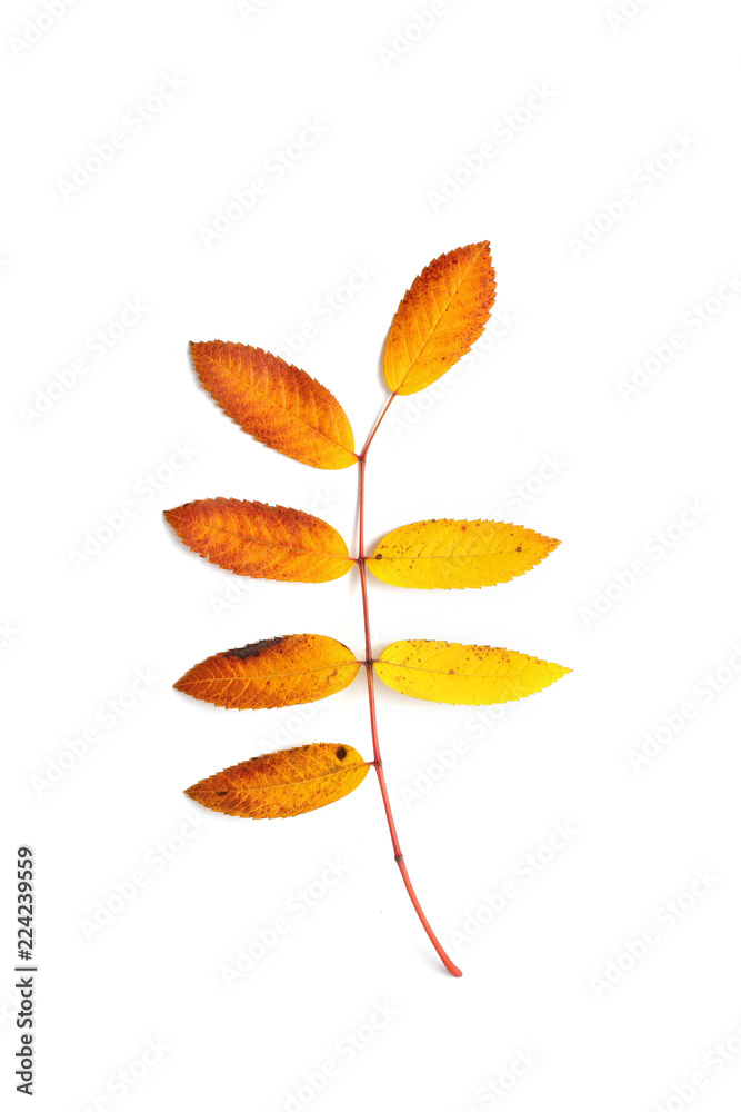 Naklejka premium autumn leaves isolated on white background