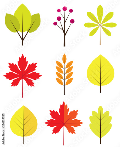 Vector Fall Leaves