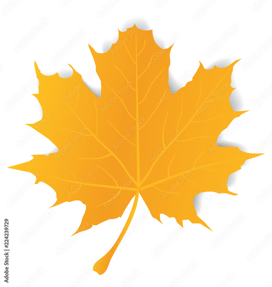 Obraz premium Vector Maple Leaf