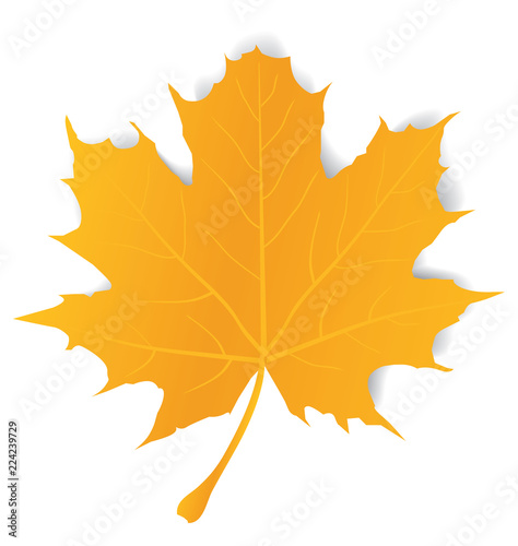 Vector Maple Leaf
