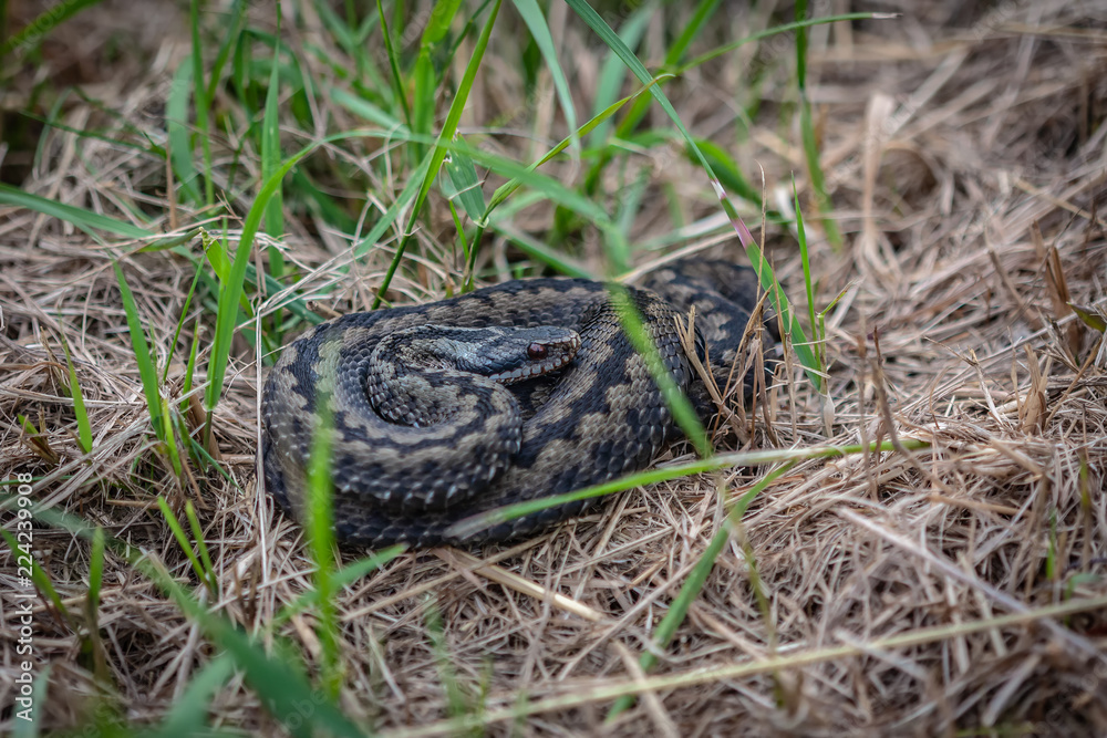 Fototapeta premium Żmija zygzakowata #4