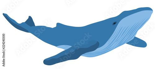 Vector Illustration Whale