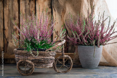 Cultivated potted pink calluna vulgaris or common heather flowers standing on wooden background photo