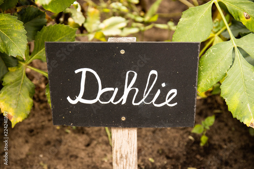 A sign on a field with growing dahlias © anods.media