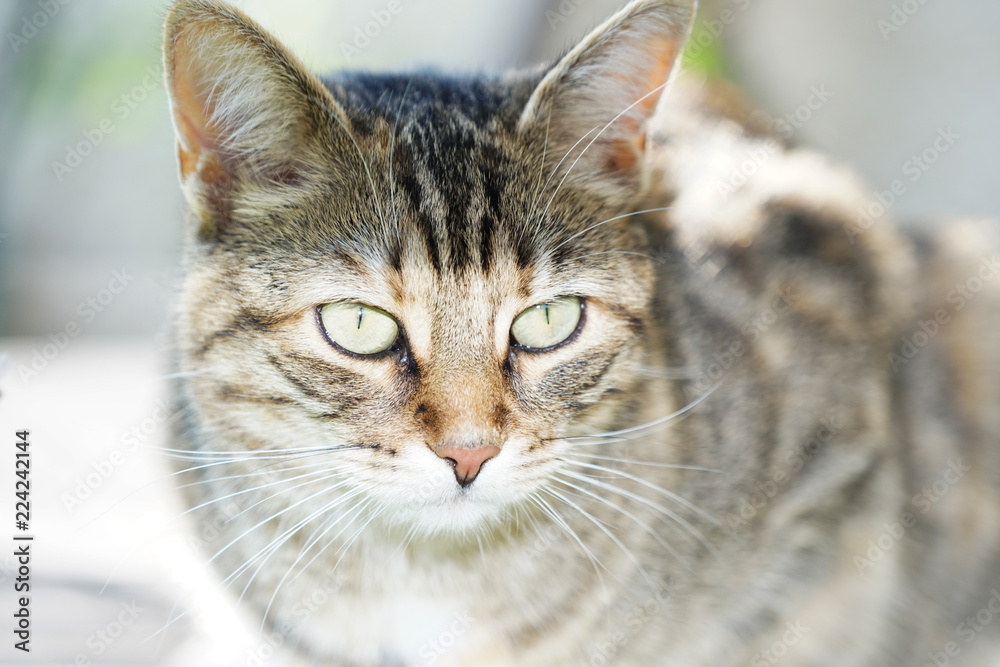 Gray White Striped European Shorthair Cat Lightened In The Garden With Studio Lightning And Produces So Special Sharp Photos
Gray White Striped European Shorthair Cat Lightened In The Garden With Studio Lightning And Produces So Special Sharp Photos