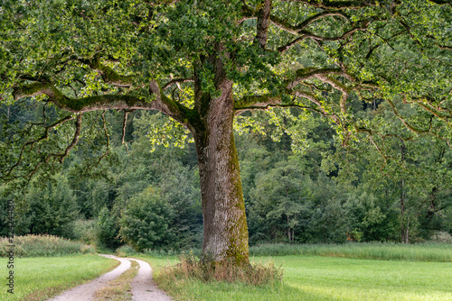 Big oak tree next to country road