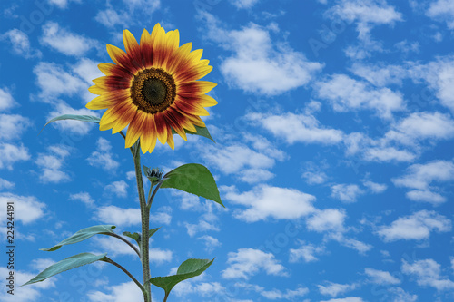 single sunflower with blue sky background
