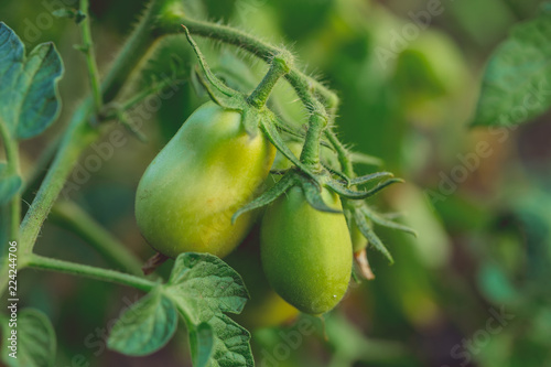 Green tomatoes grow on the farm, waiting for their maturation, the concept of organic food and healthy eating.