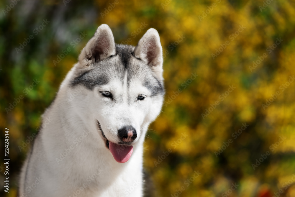 Yellow and store white husky