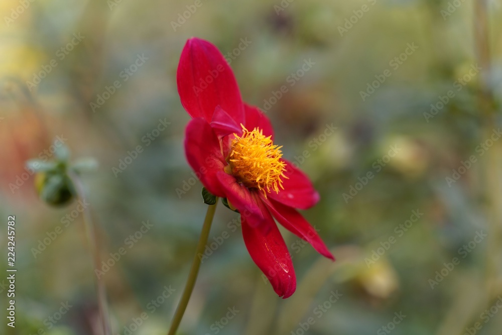 Red dahlia (Dahlia coccinea)