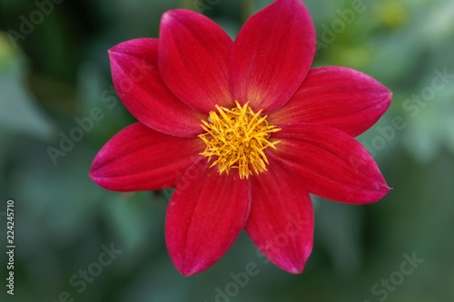 Red dahlia (Dahlia coccinea) © ChrWeiss