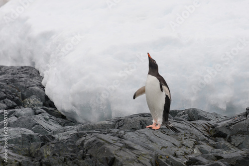 Gentoo penguin on beach