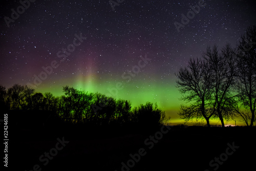 Northern lights above the trees