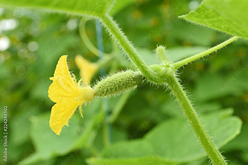 young plant cucumber with yellow flower and green leaves in the greenhouse