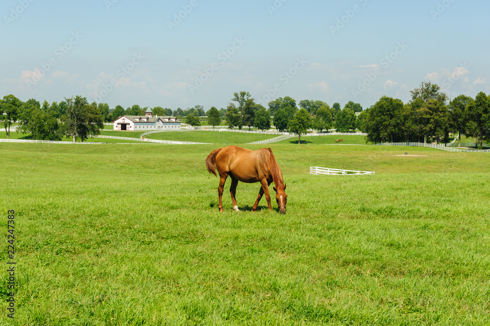 Horse on a horse farm