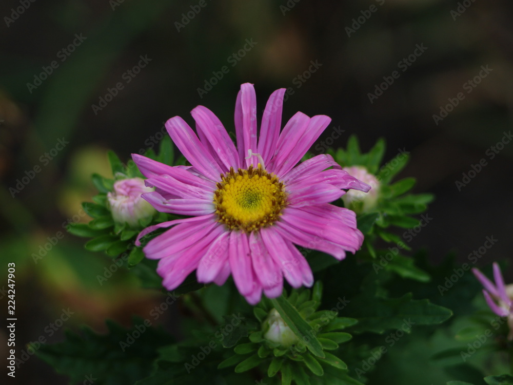 Obraz premium OLYMPUS DIGITAL CAMERA