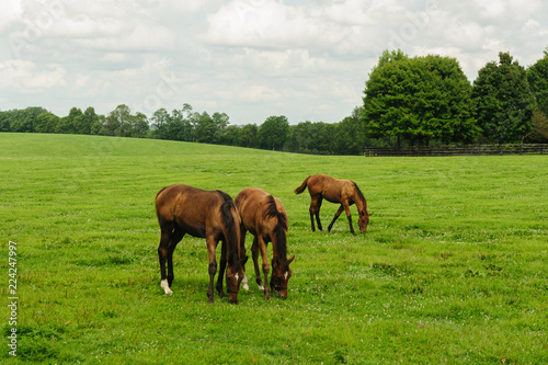 Fototapeta Naklejka Na Ścianę i Meble -  Thoroughbred horses
